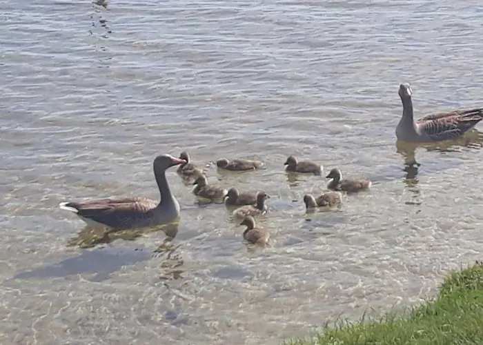 度假居 Am Schaalsee Zarrentin am Schaalsee